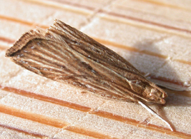 Lanceolate Moth